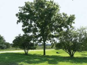 Population Interactions | Biology for JAMB