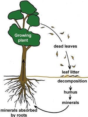 Decomposition Process