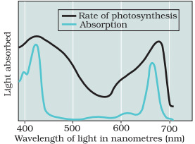 NCERT Exemplar: Photosynthesis in Higher Plants | Biology Class 11 - NEET