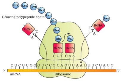 Translation | Biology for EmSAT Achieve