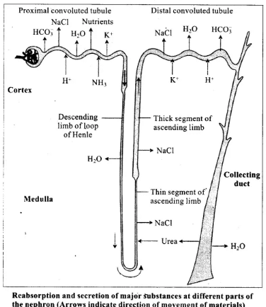 NCERT Exemplars: Excretory Products & their Elimination | Biology Class 11 - NEET