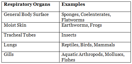 Breathing and Exchange of Gases Chapter Notes | Biology Class 11 - NEET