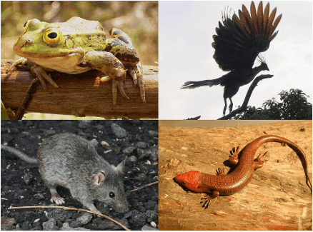 The four classes of extant tetrapods, (clockwise from upper left), Rana(amphibian), Opisthocomus(bird), Eumeces(reptile) and Mus(mammal)