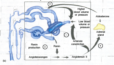 Counter Current Mechanism - Biology A-Level - A Level PDF Download