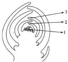 NCERT Exemplars: Plant Growth & Development | Biology Class 11 - NEET