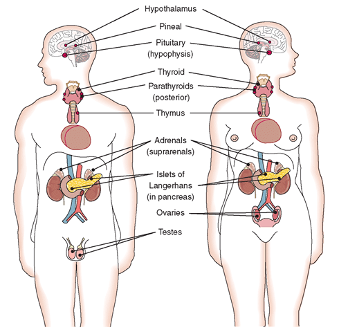 NCERT Solutions Class 11 Biology Chapter 22 - Chemical Coordination and Integration