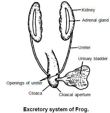 Excretory & Nervous Systems: Frog | Additional Study Material for NEET