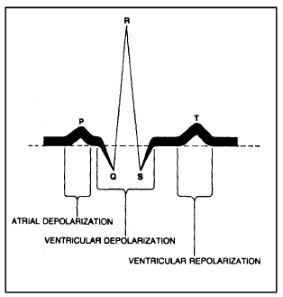 EEG & ECG: Human Health & Diseases | Additional Study Material for NEET