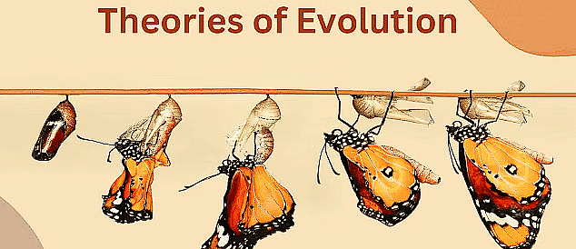 Evolution Chapter Notes | Biology Class 12 - NEET