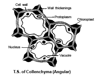 Permanent Tissues: Simple & Complex | Biology for ACT