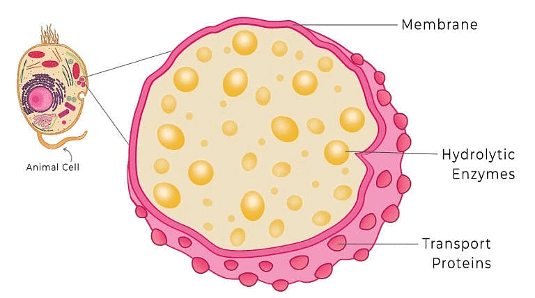 Cell: The Unit of Life Chapter Notes | Biology Class 11 - NEET