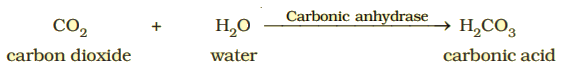 Enzymes | Biochemistry for MCAT