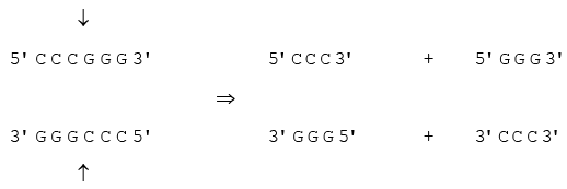 Genetics | Additional Study Material for NEET