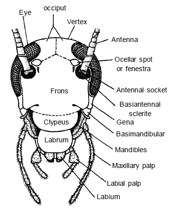 Thorax & Body: Cockroach | Additional Study Material for NEET