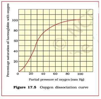 Key Notes: Breathing & Exchange of Gases - NEET