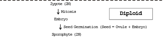 Gymnosperms & Angiosperms | Additional Study Material for NEET