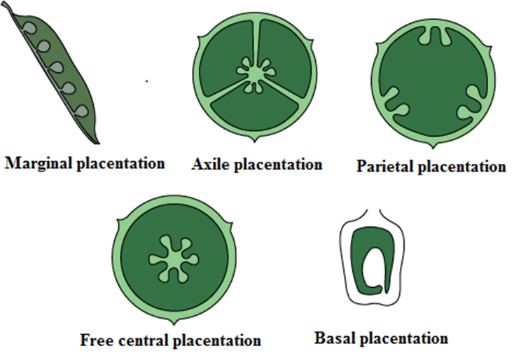 Worksheet with Solutions: Morphology of Flowering Plants | Biology Class 11 - NEET