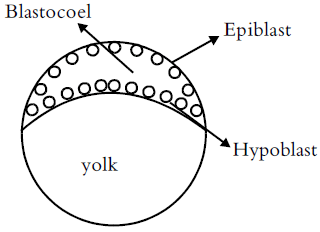 General Properties of Embryonic Development | Additional Study Material for NEET