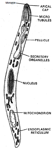 Phylum: Protozoa (Amoeba & Plasmodium) | Additional Study Material for NEET