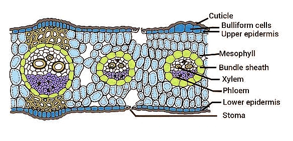Important Diagrams: Anatomy of Flowering Plants | Biology Class 11 - NEET