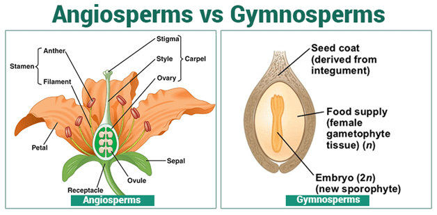 Detailed Notes: Angiosperms | Biology for ACT