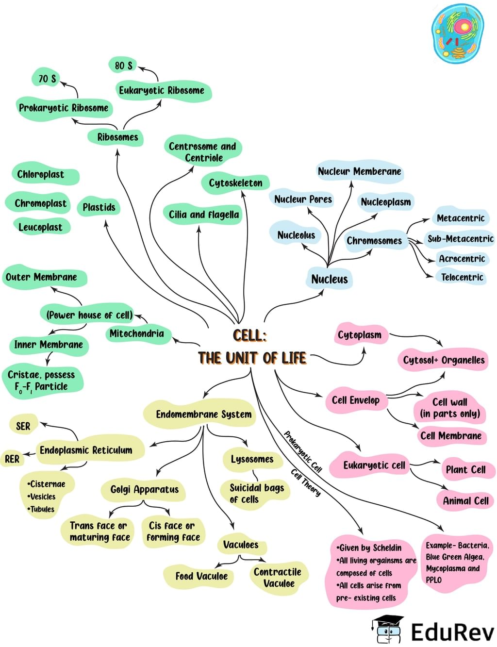 Mind Map: Cell: The Unit of Life | Biology Class 11 - NEET