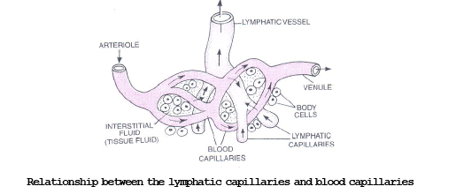 Lymphatic System