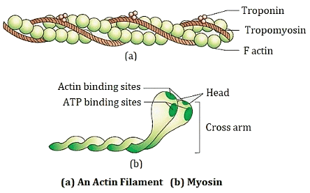 Locomotion and Movement Chapter Notes | Biology Class 11 - NEET