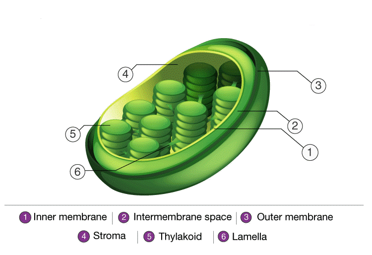 Plant Cell & Animal Cell | Biology for Grade 10