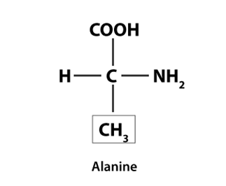 NCERT Solutions Class 11 Biology Chapter 9 - Biomolecules