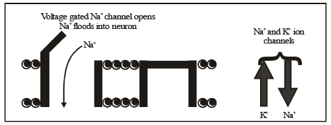 Transmission of Nerve Impulses | Biology Class 11 - NEET