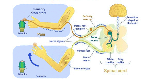 Important Diagrams: Neural Control and Coordination | Biology Class 11 - NEET