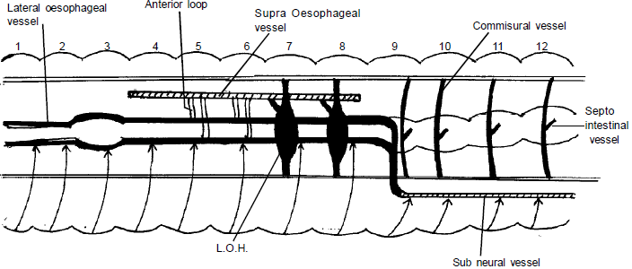 Respiratory & Nervous Systems: Earthworm | Additional Study Material for NEET