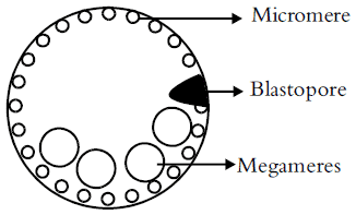General Properties of Embryonic Development | Additional Study Material for NEET