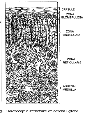 Adrenal Gland | Biology for JAMB