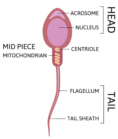Gametogenesis: Spermatogenesis and Oogenesis | Biology Class 12 - NEET