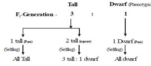 Inheritance of One Gene & Inheritance of Two Genes | Additional Study Material for NEET