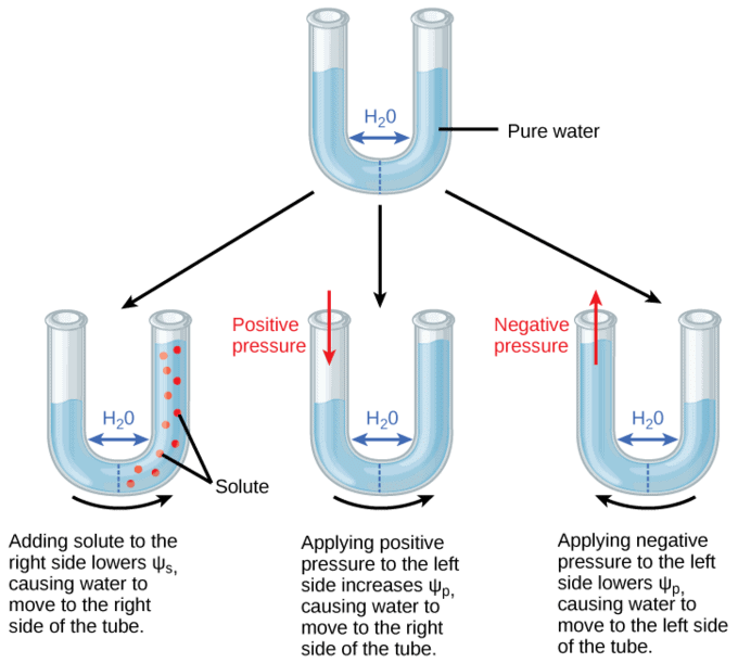 Water Potential