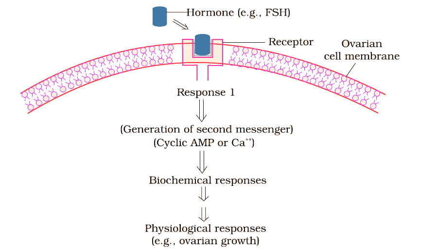 Important Diagrams: Chemical Coordination and Integration | Biology Class 11 - NEET