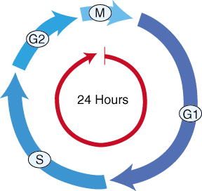 Mitotic