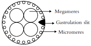 Fig: Process of Epiboly