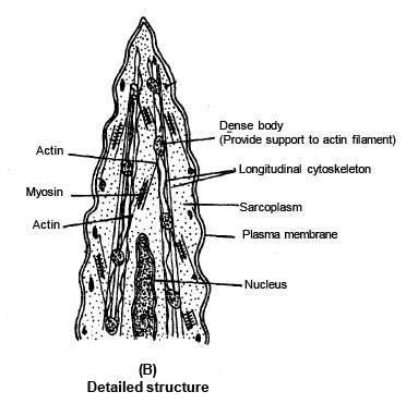 Smooth Muscle Fibre | Additional Study Material for NEET