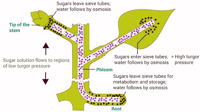 Important Diagrams: Transport in Plants (Old NCERT) | Crash Course for NEET