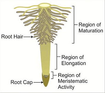Glossary: Morphology of Flowering Plants | Biology for ACT