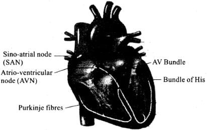 NCERT Exemplars: Body Fluids & Circulation | Biology Class 11 - NEET