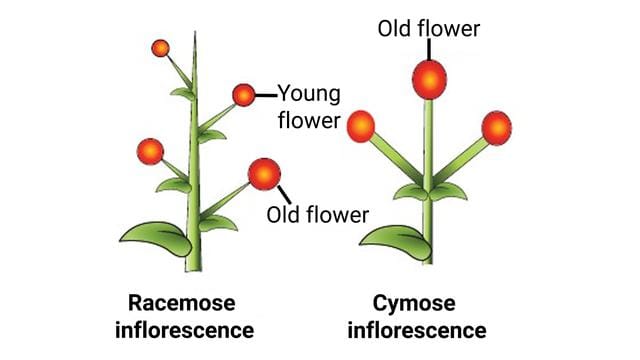 4. Inflorescence (Arrangement of Flowers)