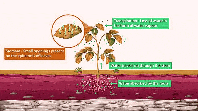Important Diagrams: Transport in Plants (Old NCERT) | Crash Course for NEET