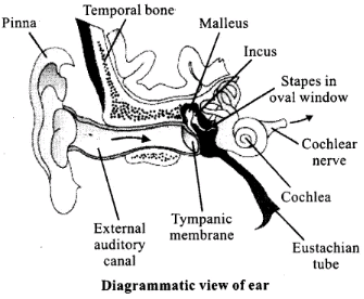 NCERT Exemplars: Neural Control & Coordination | Biology Class 11 - NEET