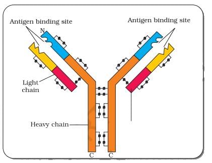 NCERT Exemplar: Human Health & Diseases - 1 | NCERT Exemplar & Revision Notes for NEET