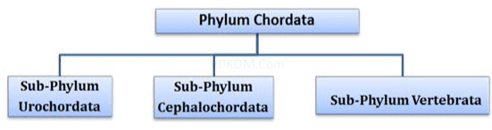 NCERT Notes: Animal Kingdom | NCERT Textbooks, Tests & Solutions - NEET